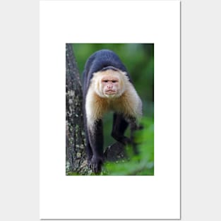Capuchin monkey - Costa Rica Posters and Art